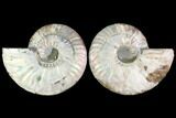 Agatized Ammonite Fossil - Madagascar #114856-1